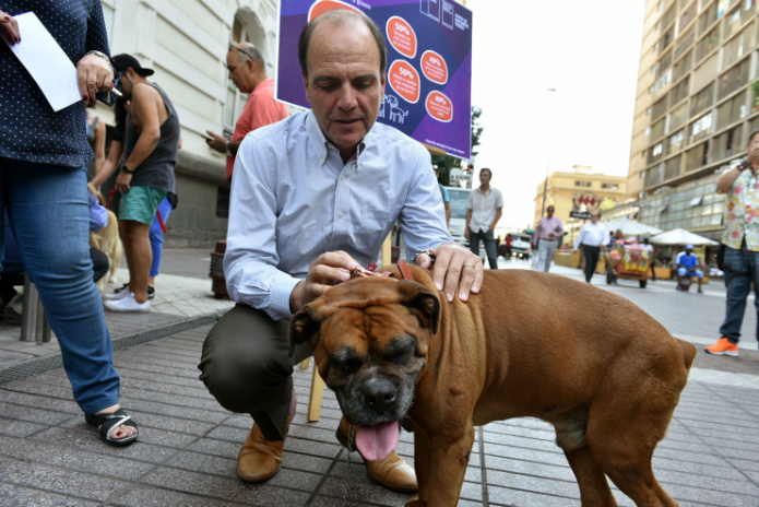 Encuesta Minvu revela que vecinos consideran a los perros callejeros como el principal problema de sus barrios