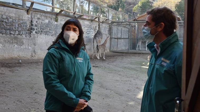 Minvu y Parquemet presentan la nueva cría de jirafa  del Zoológico Nacional